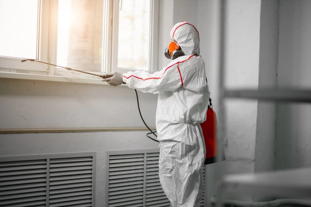 Professional mold remediation services in Lorraine, NY